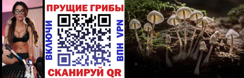 Галлюциногенные грибы Psilocybe Каспийск